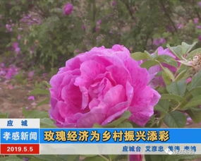 玫瑰经济为乡村振兴添彩